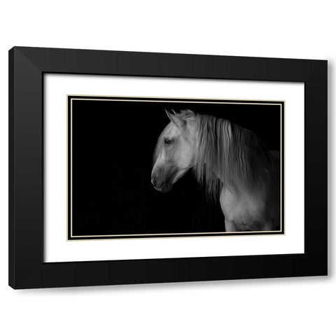 White Stallion in the Dark Black Modern Wood Framed Art Print with Double Matting by Walker, Carol