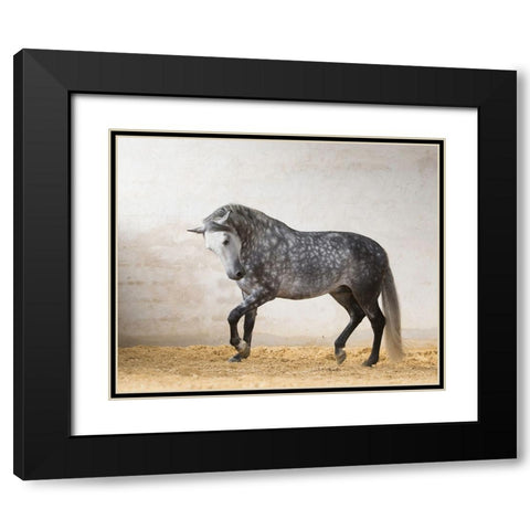 Prancing Horse Black Modern Wood Framed Art Print with Double Matting by Walker, Carol