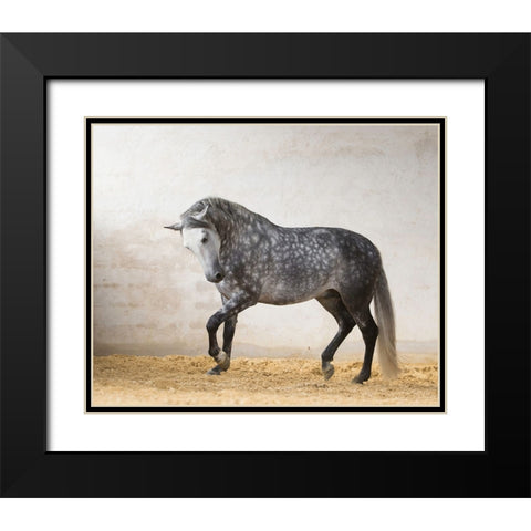 Prancing Horse Black Modern Wood Framed Art Print with Double Matting by Walker, Carol