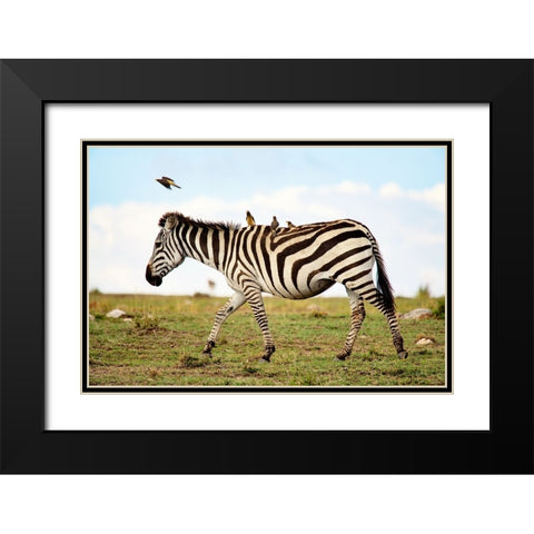 Zebra Ride Black Modern Wood Framed Art Print with Double Matting by Walker, Carol