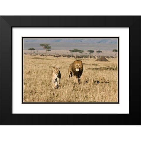 The Lion Chase Black Modern Wood Framed Art Print with Double Matting by Walker, Carol