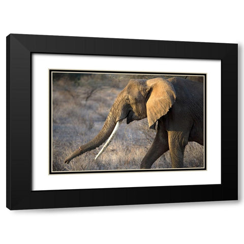 Gazing Elephant Black Modern Wood Framed Art Print with Double Matting by Walker, Carol