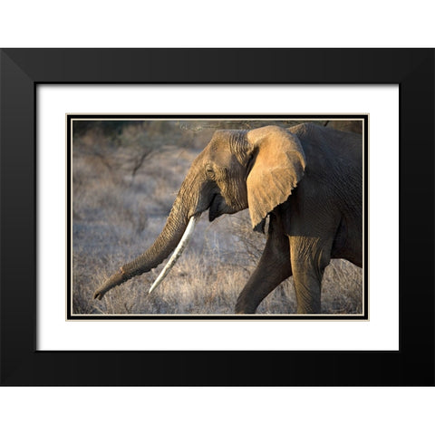Gazing Elephant Black Modern Wood Framed Art Print with Double Matting by Walker, Carol