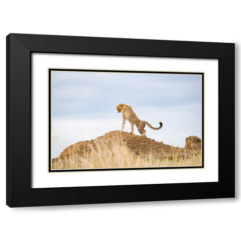 Prideful Cheetah Black Modern Wood Framed Art Print with Double Matting by Walker, Carol
