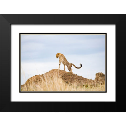 Prideful Cheetah Black Modern Wood Framed Art Print with Double Matting by Walker, Carol