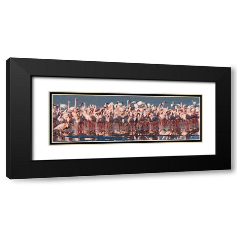 Flamingo Paradise Black Modern Wood Framed Art Print with Double Matting by Walker, Carol