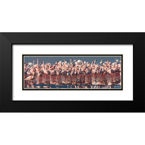Flamingo Paradise Black Modern Wood Framed Art Print with Double Matting by Walker, Carol