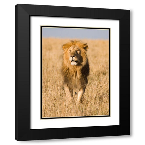King of The Pride Black Modern Wood Framed Art Print with Double Matting by Walker, Carol