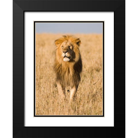 King of The Pride Black Modern Wood Framed Art Print with Double Matting by Walker, Carol