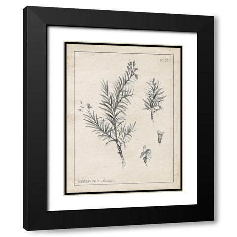 Latin Botanicals I Black Modern Wood Framed Art Print with Double Matting by Gaynor, Janice