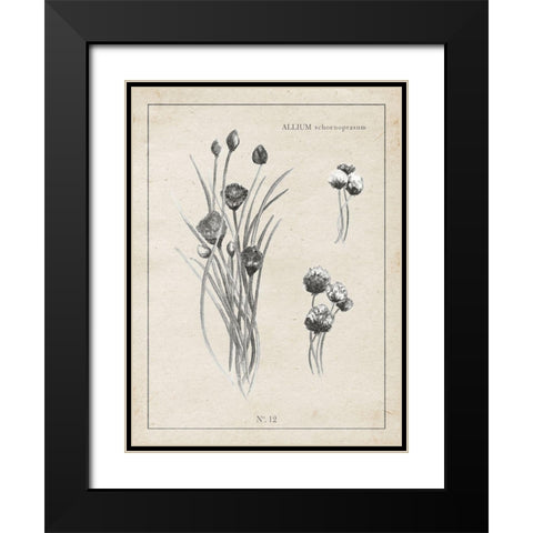 Latin Botanicals III Black Modern Wood Framed Art Print with Double Matting by Gaynor, Janice