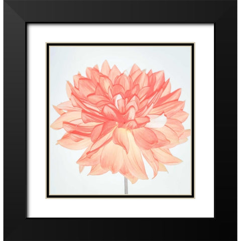 Pink Blooms Black Modern Wood Framed Art Print with Double Matting by Peck, Gail