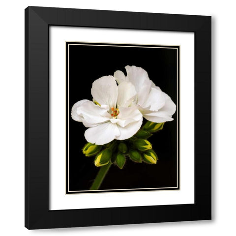 White Blooms Black Modern Wood Framed Art Print with Double Matting by Peck, Gail