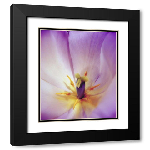 Radiant Black Modern Wood Framed Art Print with Double Matting by Peck, Gail