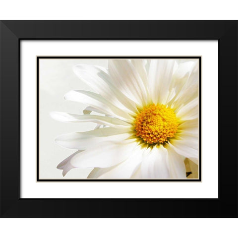 White Floating Daisy Black Modern Wood Framed Art Print with Double Matting by Peck, Gail