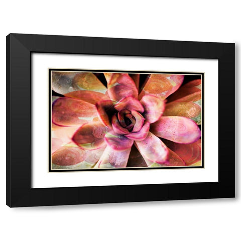 Painted Succulent Black Modern Wood Framed Art Print with Double Matting by James, Nola