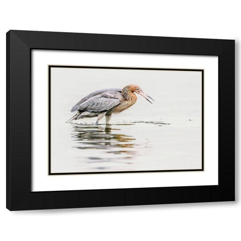 Reddish Egret Black Modern Wood Framed Art Print with Double Matting by Lake, Shelley