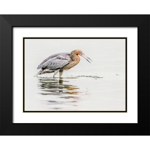 Reddish Egret Black Modern Wood Framed Art Print with Double Matting by Lake, Shelley