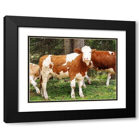 Swiss Cows Black Modern Wood Framed Art Print with Double Matting by Hyler, JB