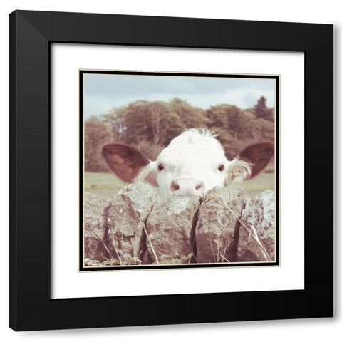 Peek-a-Boo Cow Black Modern Wood Framed Art Print with Double Matting by Hyler, JB