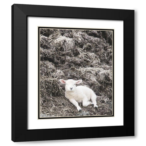 Sheep Vibes Black Modern Wood Framed Art Print with Double Matting by Hyler, JB