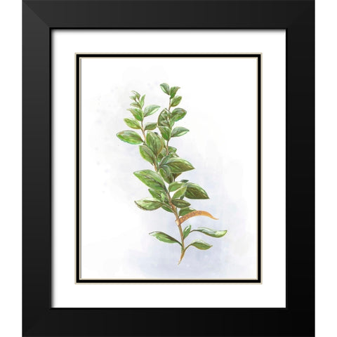 Fresh Herbs V Black Modern Wood Framed Art Print with Double Matting by Diannart