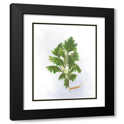 Fresh Herbs I Black Modern Wood Framed Art Print with Double Matting by Diannart