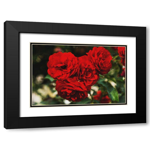 Rose Bunches Black Modern Wood Framed Art Print with Double Matting by Stewart, Wil
