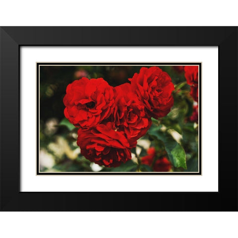 Rose Bunches Black Modern Wood Framed Art Print with Double Matting by Stewart, Wil
