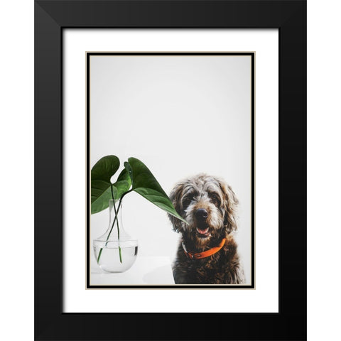 Dog Posing Black Modern Wood Framed Art Print with Double Matting by SD Graphics Studio