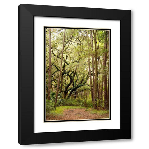 Grand Forest I Black Modern Wood Framed Art Print with Double Matting by Mansfield, Kathy