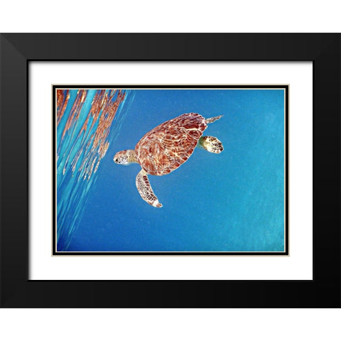 Underwater Depths II Black Modern Wood Framed Art Print with Double Matting by Mansfield, Kathy