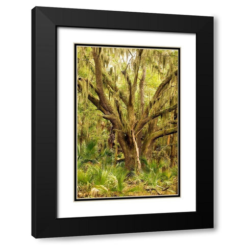Grand Forest II Black Modern Wood Framed Art Print with Double Matting by Mansfield, Kathy