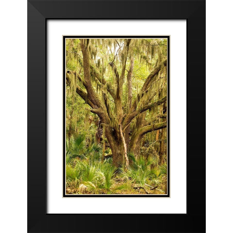 Grand Forest II Black Modern Wood Framed Art Print with Double Matting by Mansfield, Kathy