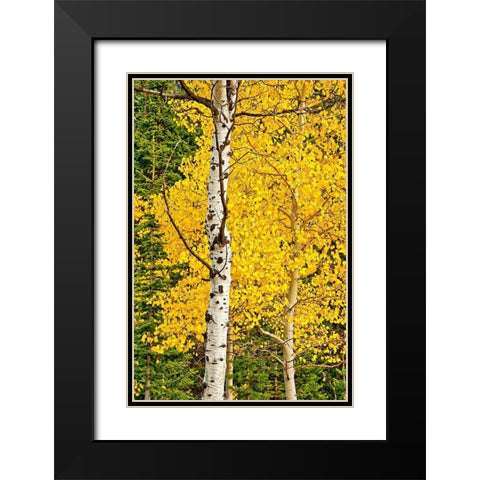Sunny Blooms Black Modern Wood Framed Art Print with Double Matting by Nawrocke, Bruce