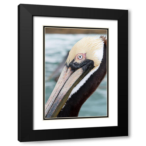 Bayside Pelican Black Modern Wood Framed Art Print with Double Matting by ODell, Debbie