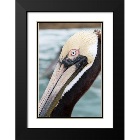 Bayside Pelican Black Modern Wood Framed Art Print with Double Matting by ODell, Debbie