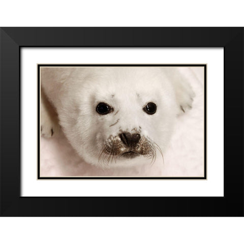 Arctic Seal Pup Black Modern Wood Framed Art Print with Double Matting by Mansfield, Kathy