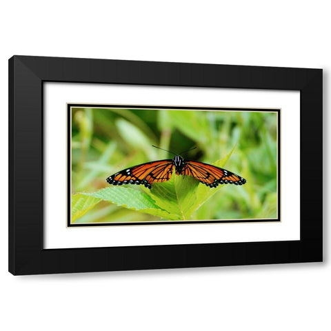 On a Leaf Black Modern Wood Framed Art Print with Double Matting by Mansfield, Kathy
