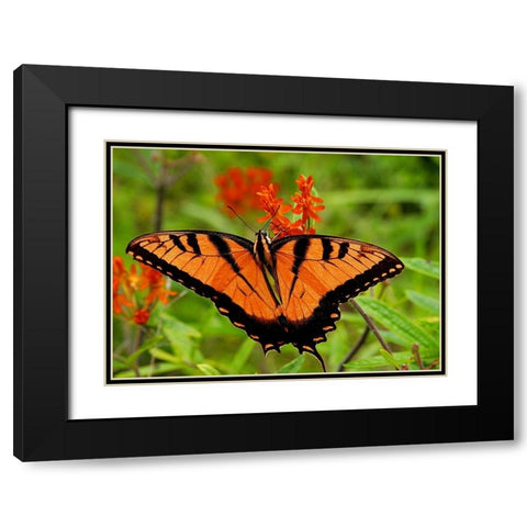 Metallic Butterfly Black Modern Wood Framed Art Print with Double Matting by Mansfield, Kathy