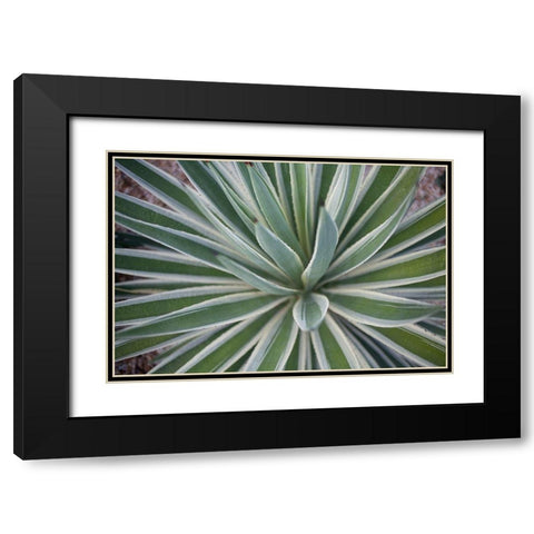 Where the Cactus Grow I Black Modern Wood Framed Art Print with Double Matting by Bryant, Susan
