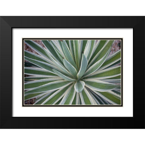 Where the Cactus Grow I Black Modern Wood Framed Art Print with Double Matting by Bryant, Susan