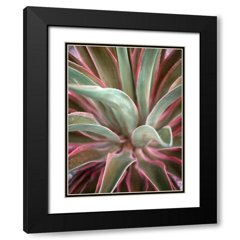 Pink Agave Black Modern Wood Framed Art Print with Double Matting by Bryant, Susan