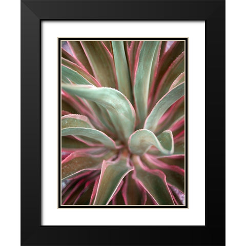 Pink Agave Black Modern Wood Framed Art Print with Double Matting by Bryant, Susan