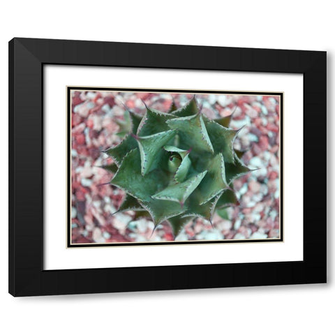 Agave Shot Black Modern Wood Framed Art Print with Double Matting by Bryant, Susan