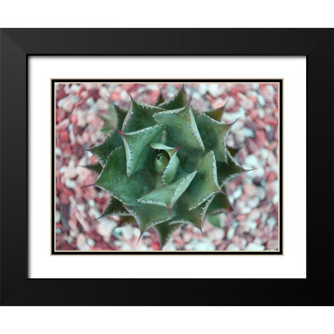 Agave Shot Black Modern Wood Framed Art Print with Double Matting by Bryant, Susan