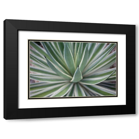 Where the Cactus Grow II Black Modern Wood Framed Art Print with Double Matting by Bryant, Susan