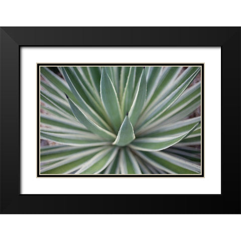 Where the Cactus Grow II Black Modern Wood Framed Art Print with Double Matting by Bryant, Susan