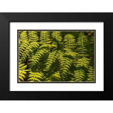 Ferns I Black Modern Wood Framed Art Print with Double Matting by Amos, Andy
