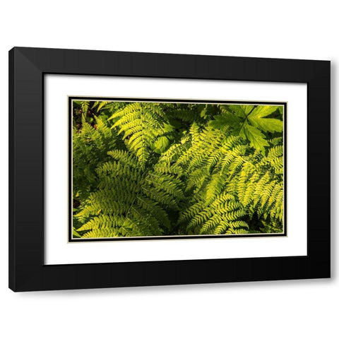 Ferns II Black Modern Wood Framed Art Print with Double Matting by Amos, Andy